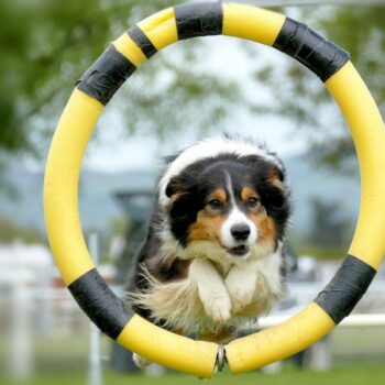 image associated with the Maddie’s Weekly Roundup: Rehoming data, Rural Humane job posting and more!