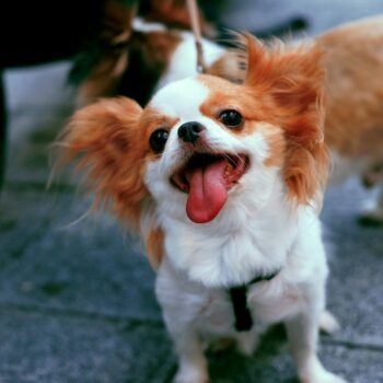 andrew haimerl mtzY4UFWJ E unsplash copy 350x350 - How to multiply existing donor dollars for veterinary care in your community