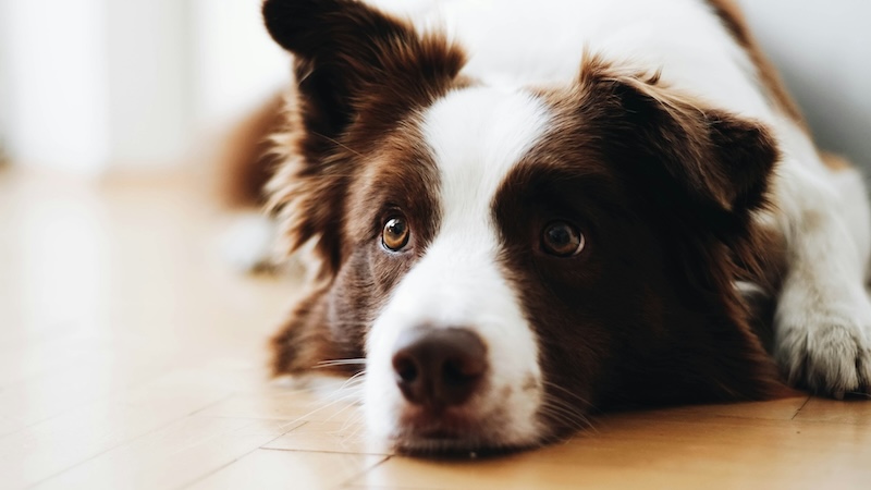 anna dudkova KWX2LlZ 3M unsplash copy - Maddie’s Weekly Roundup: Veterinary school partners with Cabot Animal Services Center, Community Conversations and more!