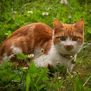 image associated with the Maddie’s Weekly Roundup: Navigating dog adoption outcomes, new national study and more!