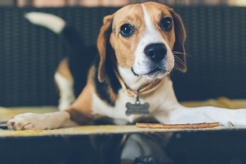 artem beliaikin YLK u wAN8w unsplash copy - Maddie’s Weekly Roundup: Adopting pets from foster homes, Camp Maddie recordings and more!