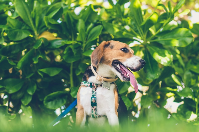 artem beliaikin heSOt1KcfCE unsplash copy - Maddie’s Weekly Roundup: Dog day trips, supporting the community and more!