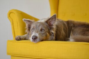 Brown dog relaxing on yellow chair