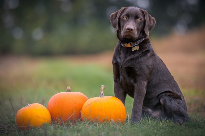 ben hanson 9jwBuJFdooc unsplash copy - Maddie’s Weekly Roundup: Shelter Animals Count mid-year report, engaging pet fosters and more!