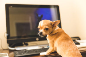 Chihuahua shopping online