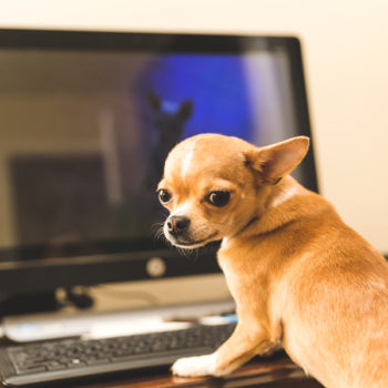 Chihuahua shopping online