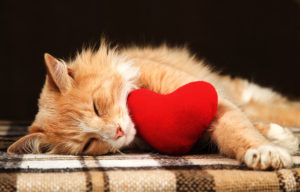 golden cat hugging heart