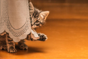 Little tabby kitten hiding behind a curtain.