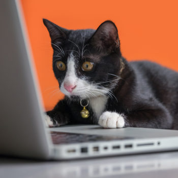 black cat on computer