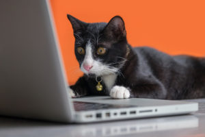 Black cat and laptop