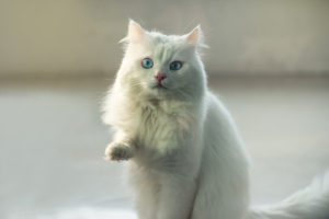 White cat standing with raised paw looking up.