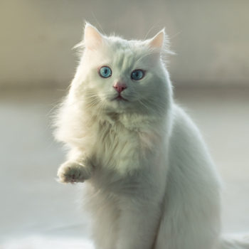 White cat standing with raised paw looking up.