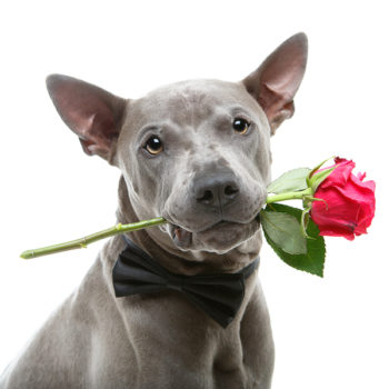dog with rose in his mouth