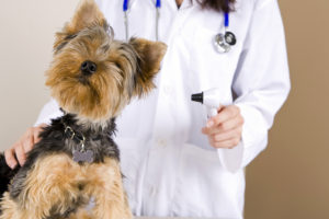 Dog and veterinarian