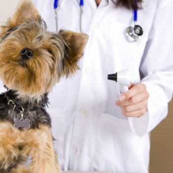 Dog and veterinarian