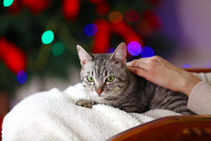 beautiful cat on Christmas