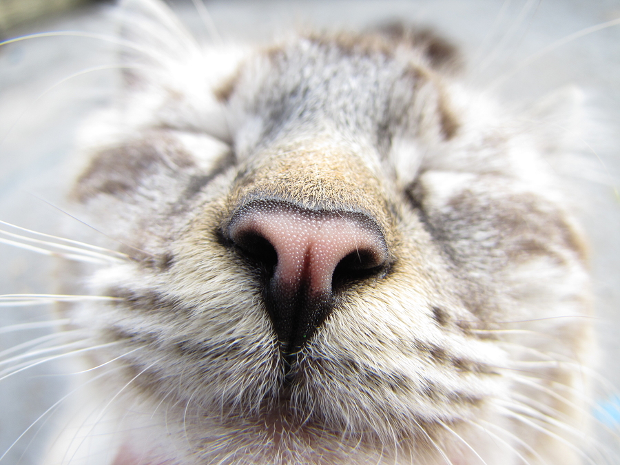 through-a-cat-s-nose-how-understanding-smell-can-keep-cats-in-homes