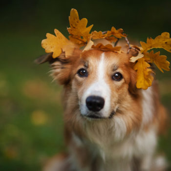 Fall dog