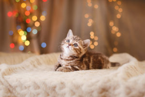 Cat with lights