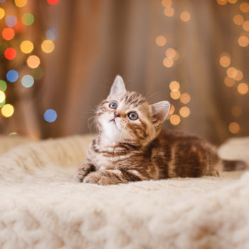 Cat with lights