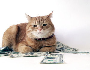 Ginger cat and few one dollar banknotes on white background