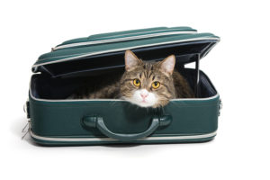 grey cat in suitcase
