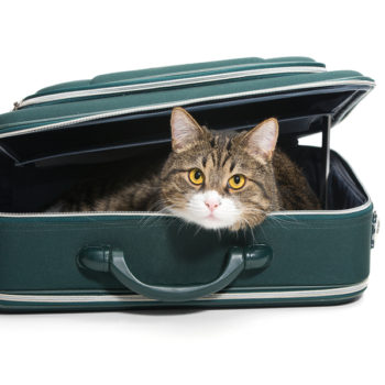 grey cat in suitcase