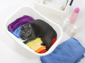 Cat helping with laundry