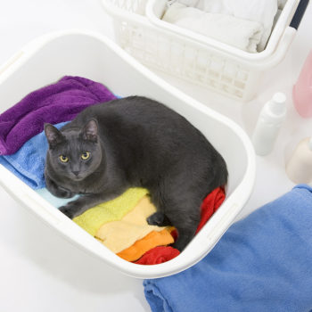 Cat helping with laundry