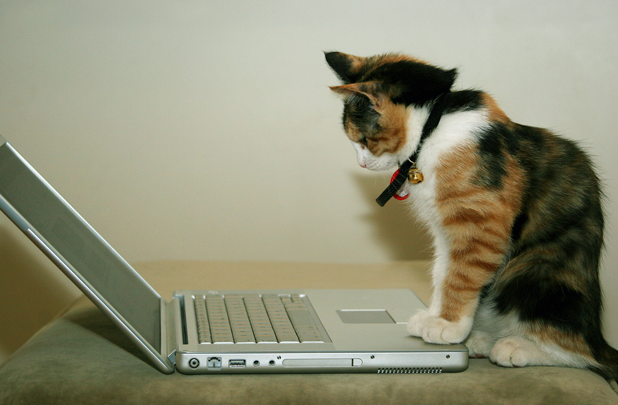 Cat Smacking Computer One of the Southeast’s first no-kill communities joins the MaddieCam ...