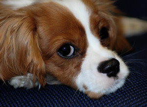 Cavalier King Charles Spaniel