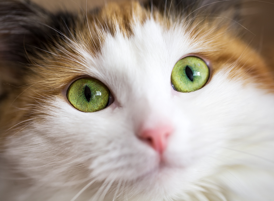 New adoption program for FeLV+ cats