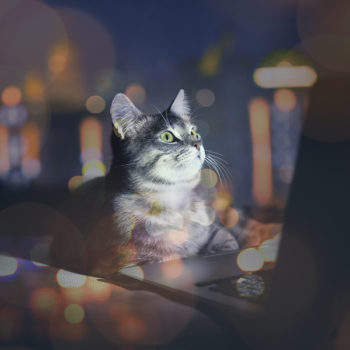 Cute cat with laptop on couch at home and night cityscape reflection on window