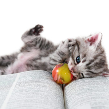 Cute kitten lays down on a book and play with her ball.