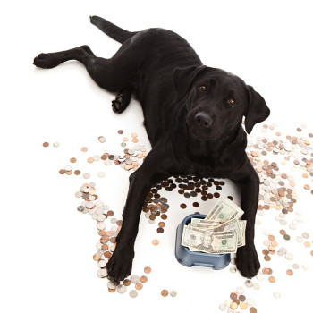 dog with money in bowl