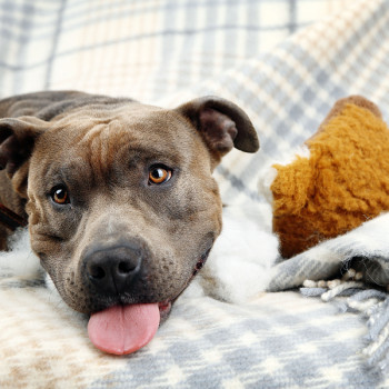 Toys and TLC in animal shelters: Looking beyond adoption rates | Chew On  This