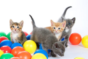 Four Kittens Playing