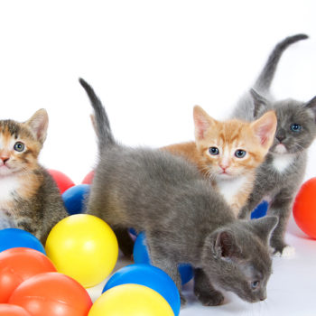 Four Kittens Playing
