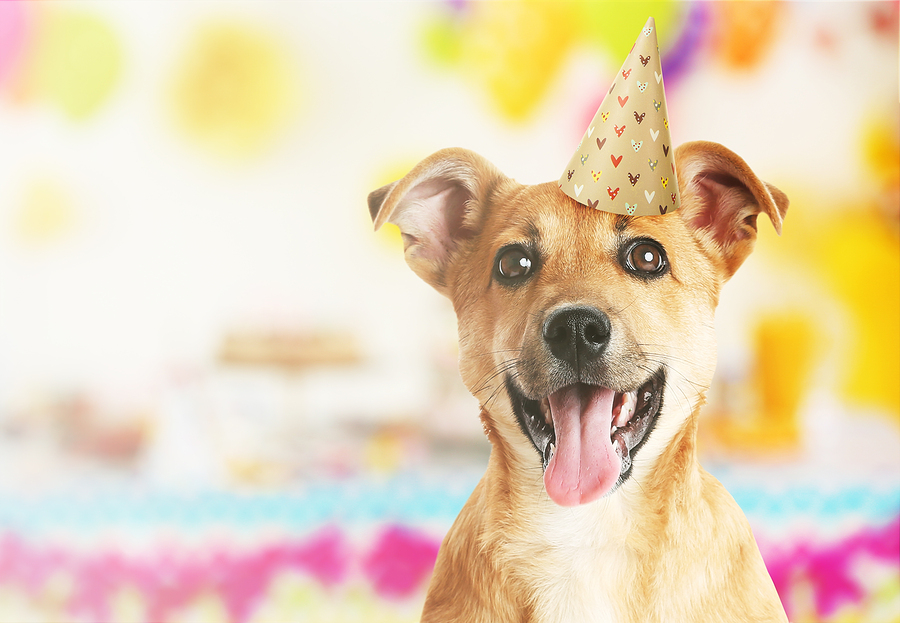 Download Eighth Annual Celebrate Shelter Pets Day: Get pets adopted ...