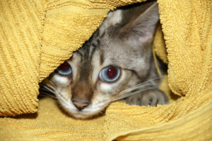 kitten in towel