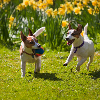 jack-russell-terriers-playing