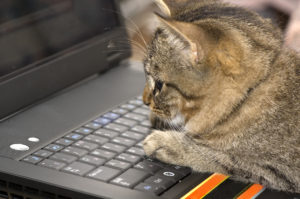 cat laptop computer