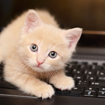 Beige kitten plays on a computer keyboard