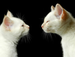 two cats looking at each other