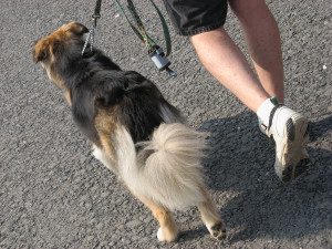 dog walk