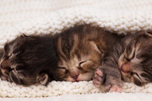 sleepy kittens