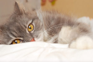 cat on bed