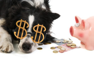dog with dollar bills