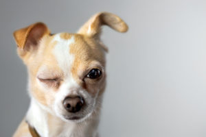 winking chihuahua