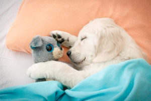 puppy sleeping with toy on the bed